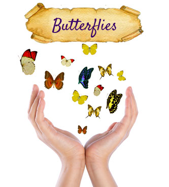 butterflies